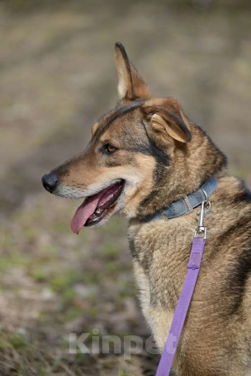 Собаки в Красногорске: Молодой парень Юджин очень нуждается в хозяине  Мальчик, Бесплатно - фото 7