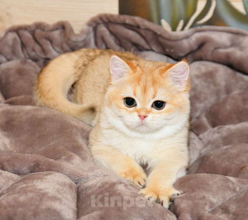 Кошки в Рыбинске: Британская золотая короткошерстная девочка 4 мес Девочка, 25 000 руб. - фото 1