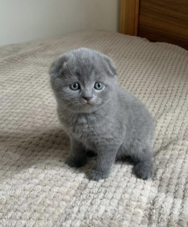 Кошки в Электростали: Шотландский короткошёрстный вислоухий котёнок Мальчик, 15 000 руб. - фото 2