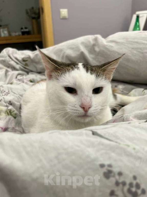 Кошки в Москве: Мася ищет дом Девочка, Бесплатно - фото 2