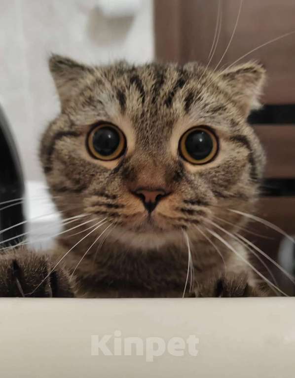 Кошки в Уфе: Отдадим умного доброго кота Степана в добрые руки Мальчик, 1 000 руб. - фото 1