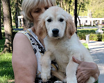 Собаки в Москве: Щенки золотистого ретривера Девочка, Бесплатно - фото 6