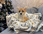 Собаки в Перми: Щенки вельш корги пемброк девочки Девочка, 65 000 руб. - фото 1