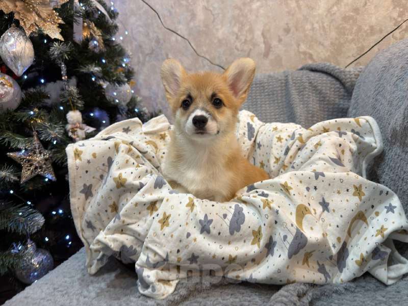 Собаки в Перми: Щенки вельш корги пемброк девочки Девочка, 65 000 руб. - фото 1