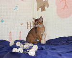 Кошки в Иркутске: Здравствуйте уважаемые любители кошек Девочка, 35 000 руб. - фото 9
