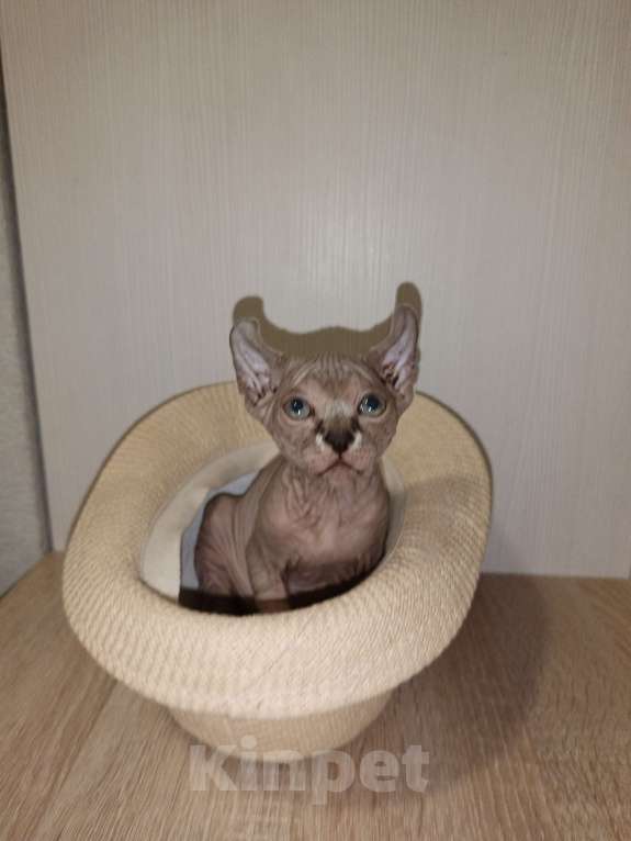 Кошки в Москве: Эльф девочка Девочка, 50 000 руб. - фото 4