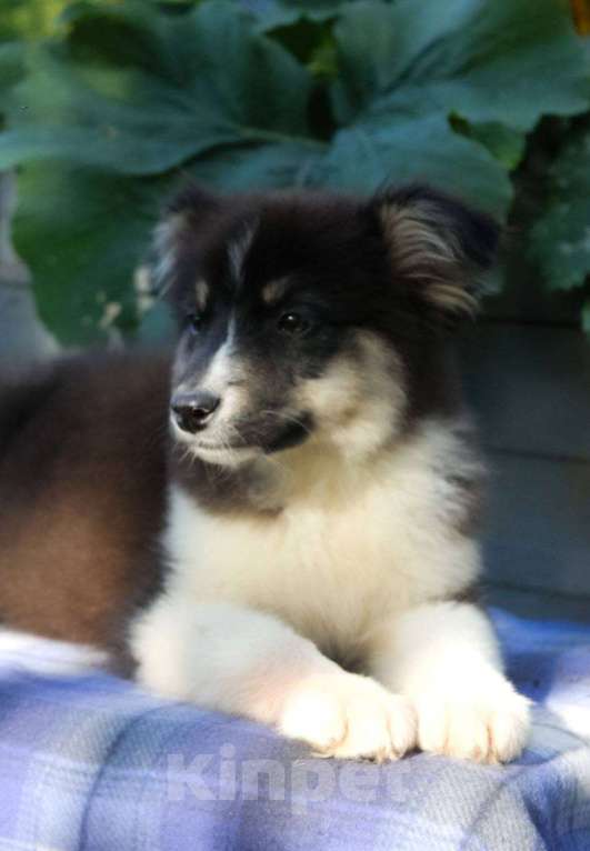 Собаки в Москве: Австралийская овчарка щенок (аусси)  Мальчик, 45 000 руб. - фото 4