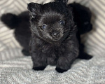Собаки в Екатеринбурге: Померанский шпиц, щенок  Мальчик, 25 000 руб. - фото 3