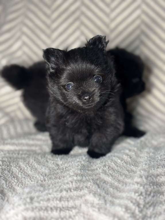 Собаки в Екатеринбурге: Померанский шпиц, щенок  Мальчик, 25 000 руб. - фото 3