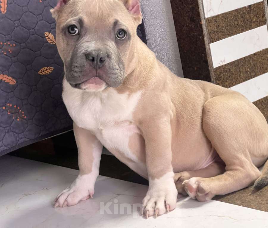 Собаки в Пересвете: Американский булли мальчик покет Мальчик, 55 000 руб. - фото 3