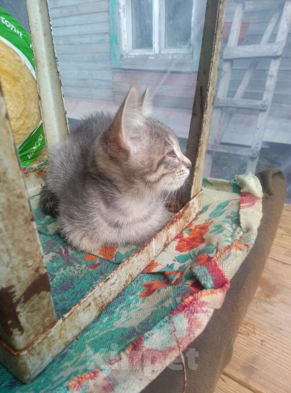 Кошки в Саратове: Котенок мальчик Мальчик, Бесплатно - фото 1