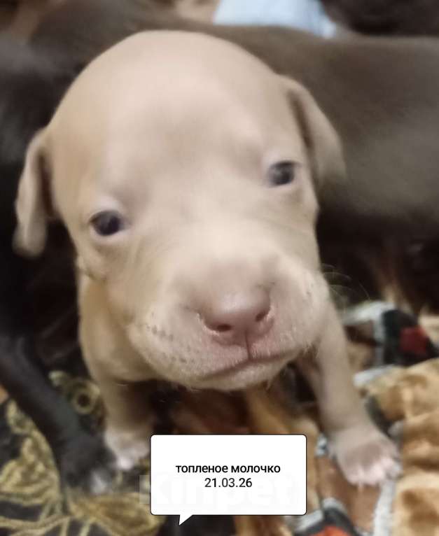 Собаки в других городах Московской области: Американский питбультерьер щенок девочка Девочка, 50 000 руб. - фото 7