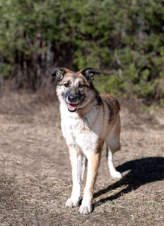 Собаки в Балашихе: Харви метис лайки высокий ,статный красавец Мальчик, Бесплатно - фото 5
