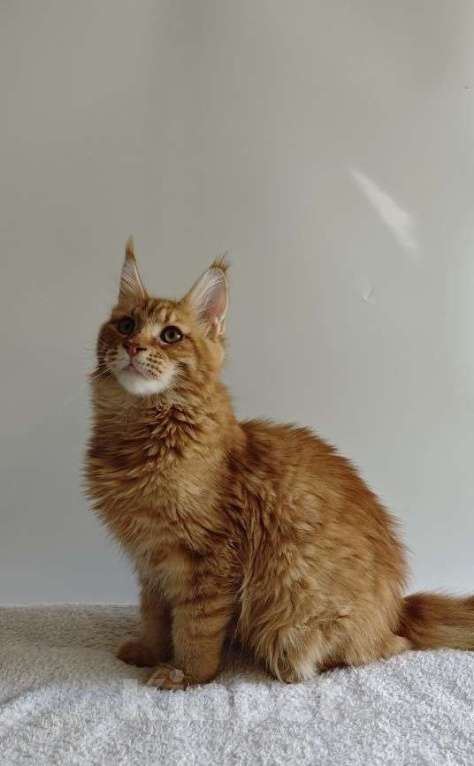 Кошки в Чайковском: Мальчик Мейн кун Каспер 😻 MCO окрас-d23 (красный тигровый) Мальчик, 45 000 руб. - фото 8