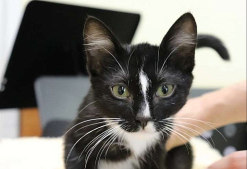 Котёнок ДимЮрич, ласковый и ручной