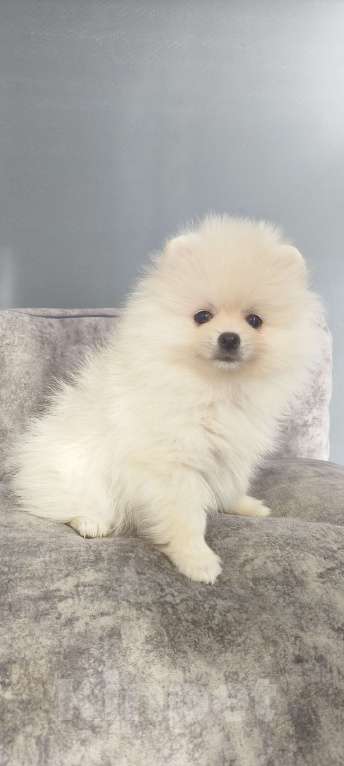 Собаки в Красноярске: Щенки померанцы Девочка, 40 000 руб. - фото 4