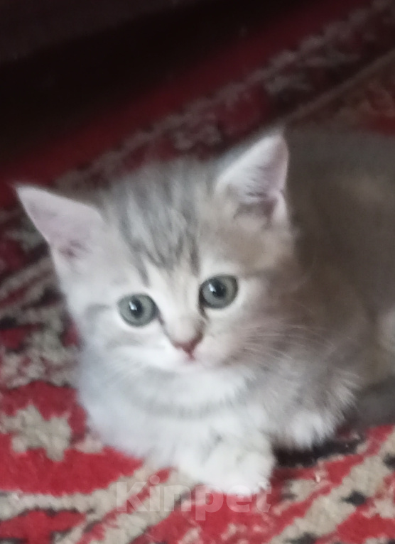 Кошки в Омске: Шотландская короткошерстная(котенок) Разнополые, Бесплатно - фото 4