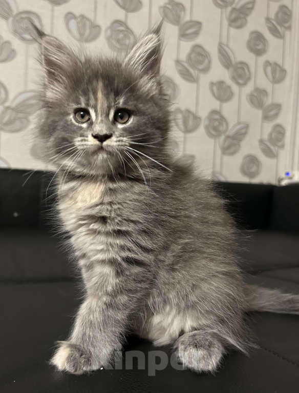 Кошки в Твери: мейн кун от родителей чемпионов породы Девочка, 45 000 руб. - фото 1