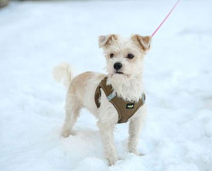 Миниатюрный малыш Бо в добрые руки