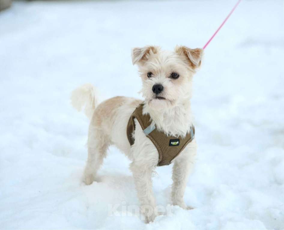Собаки в Санкт-Петербурге: Миниатюрный малыш Бо в добрые руки Мальчик, Бесплатно - фото 1