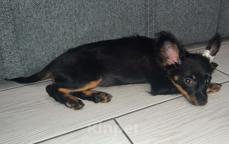 Собаки в Новосибирске: Девочка Умуриза Девочка, 69 000 руб. - фото 4