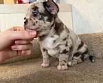 Собаки в Москве: Мальчик лиловый мерле Мальчик, 40 000 руб. - фото 2