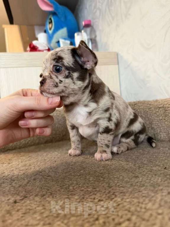 Собаки в Москве: Мальчик лиловый мерле Мальчик, 40 000 руб. - фото 2
