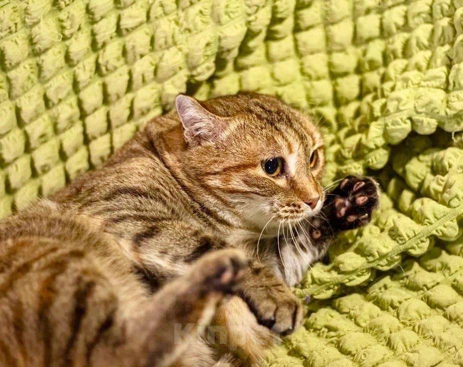 Кошки в Москве: Кругленькая очаровашка кошка Шерочка в дар Девочка, Бесплатно - фото 3