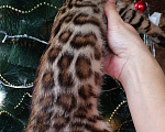 Кошки в Москве: Бенгальская девочка  Девочка, 60 000 руб. - фото 3