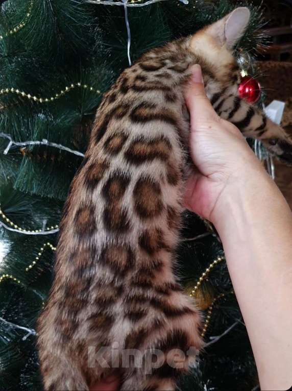 Кошки в Москве: Бенгальская девочка  Девочка, 60 000 руб. - фото 3