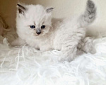 Кошки в Москве: Рэгдолл кошечка Девочка, 80 000 руб. - фото 5