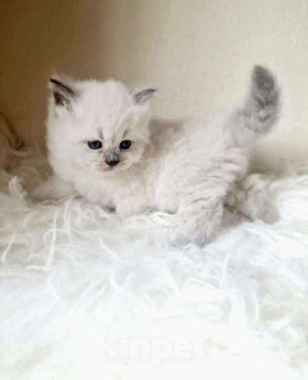 Кошки в Москве: Рэгдолл кошечка Девочка, 80 000 руб. - фото 5