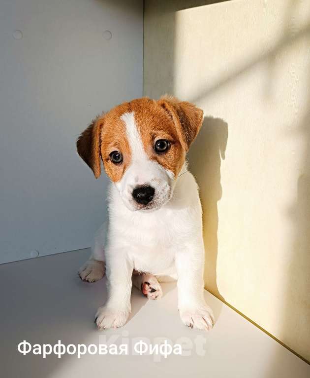 Собаки в Новосибирске: Девочка Джек Рассел терьер  Девочка, 45 000 руб. - фото 4