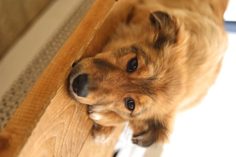 Собаки в Москве: Щенок бесплатно в Москве Девочка, Бесплатно - фото 8