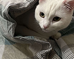 Кошки в Пензе: Пропала кошка Девочка, 5 000 руб. - фото 3