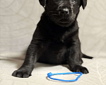 Собаки в других городах Московской области: Черный щенок лабрадора Мальчик, 80 000 руб. - фото 5