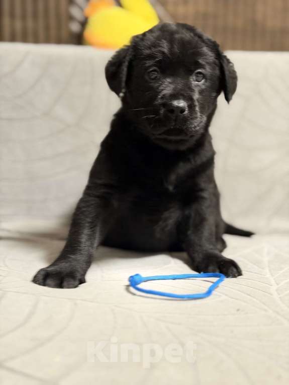 Собаки в других городах Московской области: Черный щенок лабрадора Мальчик, 80 000 руб. - фото 5