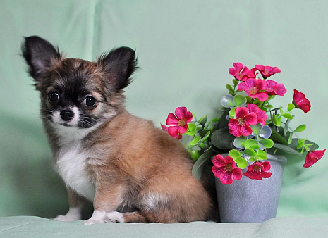 Продается очаровательная  девочка-щенок чихуахуа длинношерстной породы!