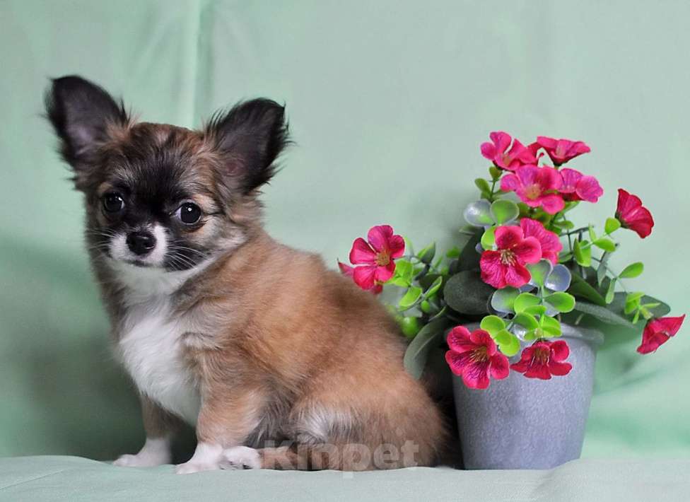 Собаки в Москве: Продается очаровательная  девочка-щенок чихуахуа длинношерстной породы! Девочка, 70 000 руб. - фото 1