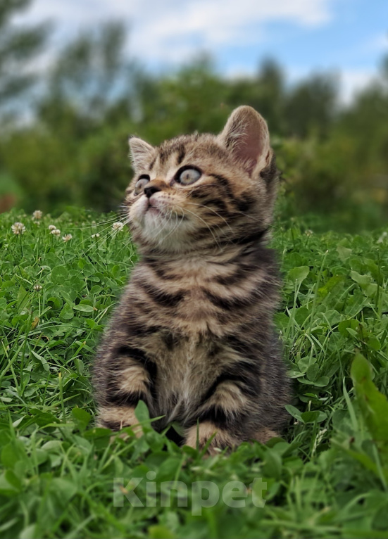 Кошки в Санкт-Петербурге: Шотландский котёнок Мальчик, 35 000 руб. - фото 3