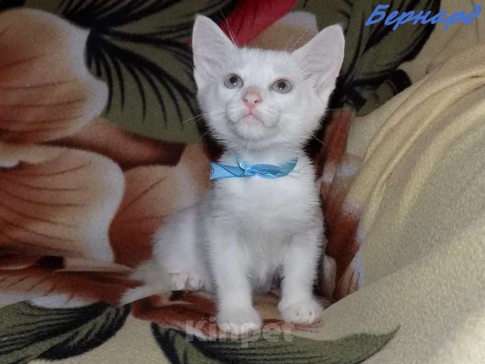 Кошки в Москве: Анатолийский белоснежный голубоглазый мальчик Мальчик, 15 000 руб. - фото 4