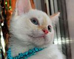 Кошки в Болхове: Тайские котята, 5 000 руб. - фото 4