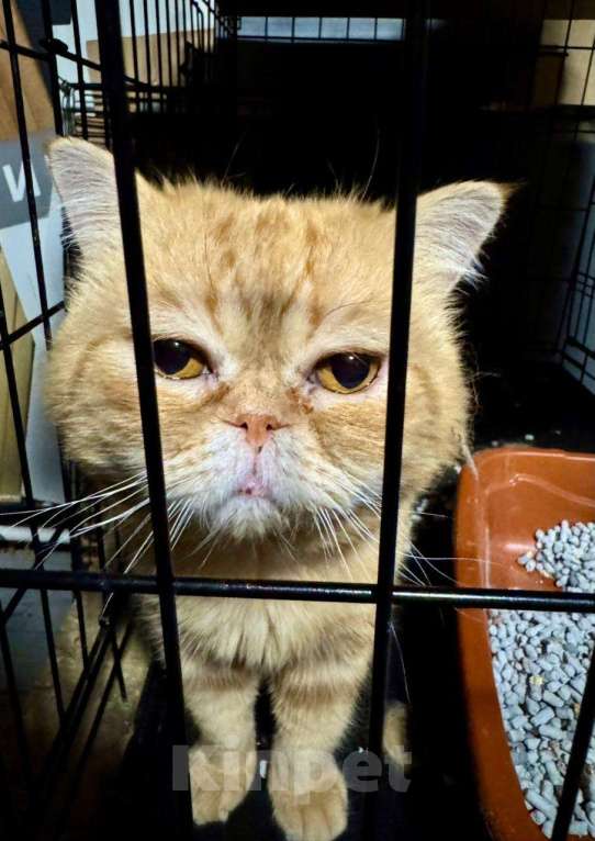 Кошки в Москве: Жан Клод ван кот ищет дом Мальчик, Бесплатно - фото 4