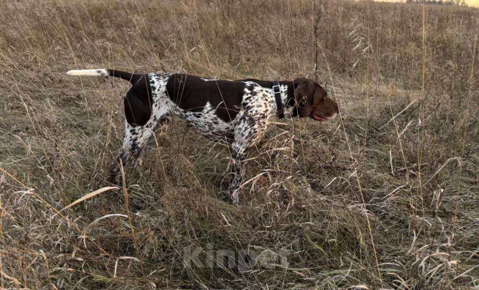 Собаки в Новосибирске: Щенок курцхаара Девочка, 45 000 руб. - фото 10