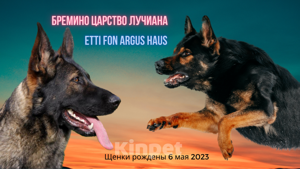 Собаки в Бронницах: Щенки немецкой овчарки Девочка, 40 000 руб. - фото 9