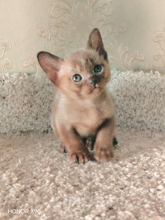 Кошки в Тюмени: Котёнок Европейской Бурманской Мальчик, 60 000 руб. - фото 1