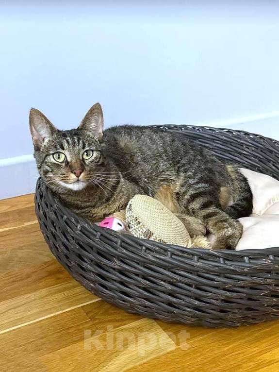 Кошки в Москве: Ищет дом кот, который умеет любить Мальчик, 10 руб. - фото 5