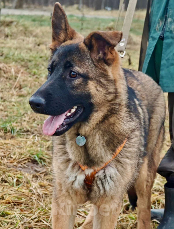 Собаки в Москве: Щенок Лео ищет дом Мальчик, Бесплатно - фото 5