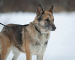 Собаки в Москве: Волк Мальчик, Бесплатно - фото 1