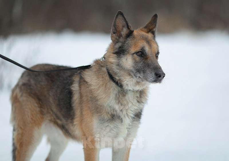 Собаки в Москве: Волк Мальчик, Бесплатно - фото 1